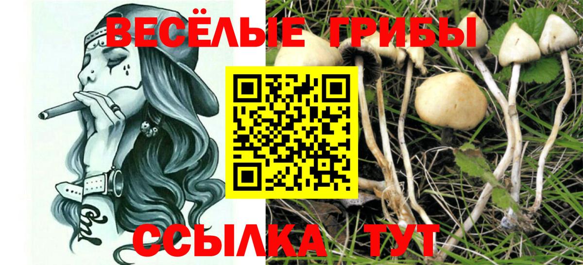 Галлюциногенные грибы Psilocybine cubensis  закладки  Муром  Вход с VPN 